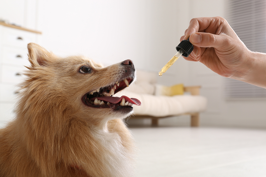 Woman giving a drop of CBD oil to her dog
