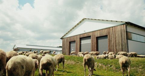 How to Construct Ideal Custom Sheep Yards