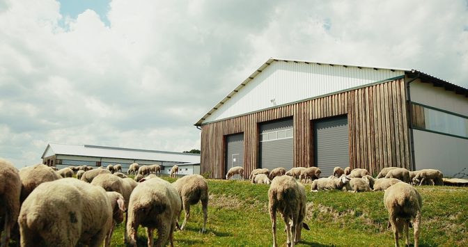 efficient custom sheep yards